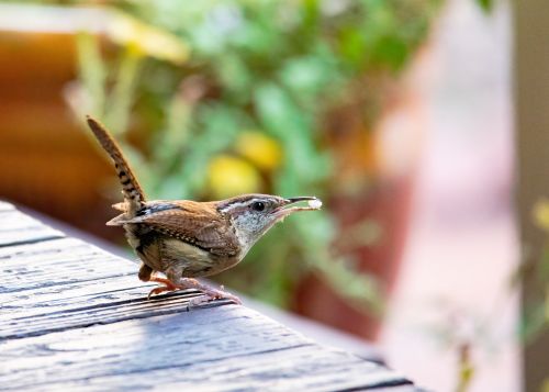Small Bird Small Bird